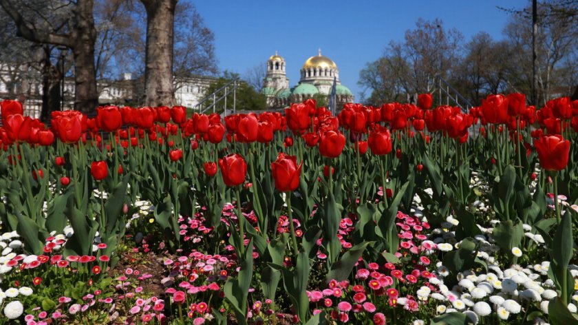 200 000 лалета красят София през пролетта