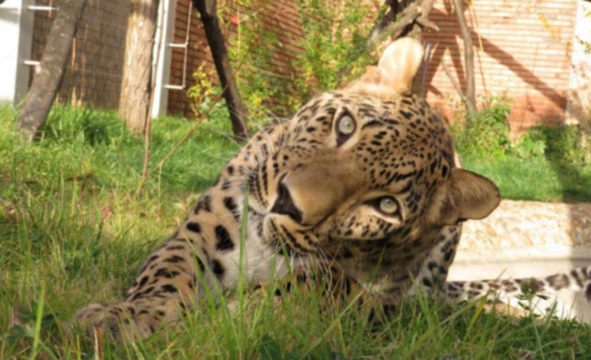 Изненада! Персийски леопард заживя в София