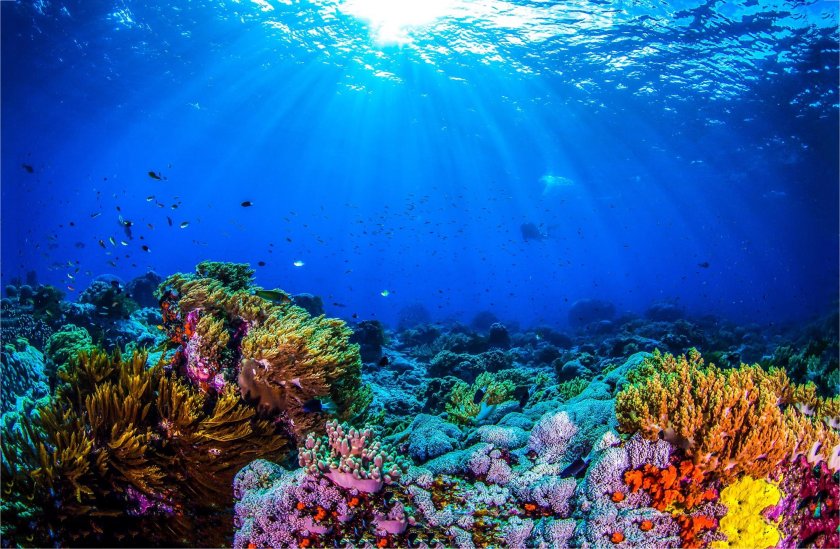 Учени откриха коралов риф, висок 500 метра