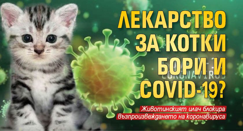 Лекарство за котки бори и COVID-19?