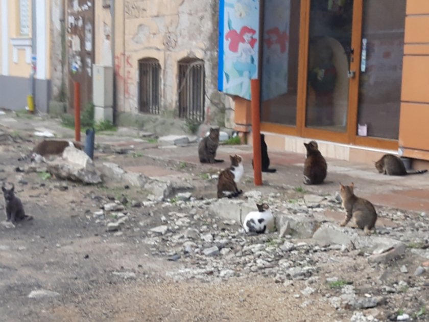В Бургас пропищяха от бездомни котки