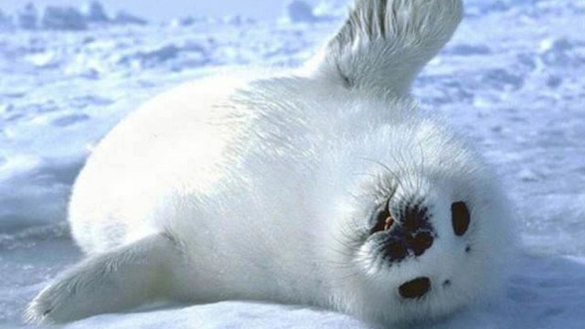 7000 бебета тюлени измират в Намибия 