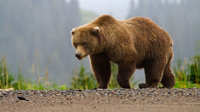 Учени алармират: Кафявите мечки намалели наполовина у нас