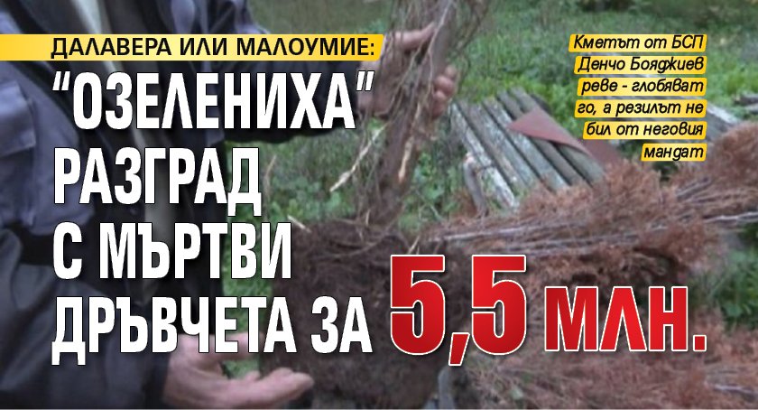 ДАЛАВЕРА ИЛИ МАЛОУМИЕ: "Озелениха" Разград с мъртви дръвчета за 5,5 млн.