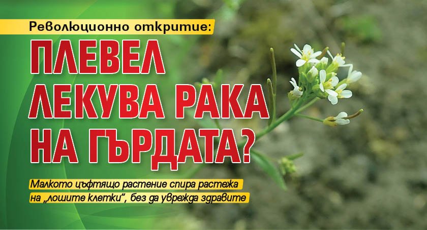 Революционно откритие: Плевел лекува рака на гърдата?