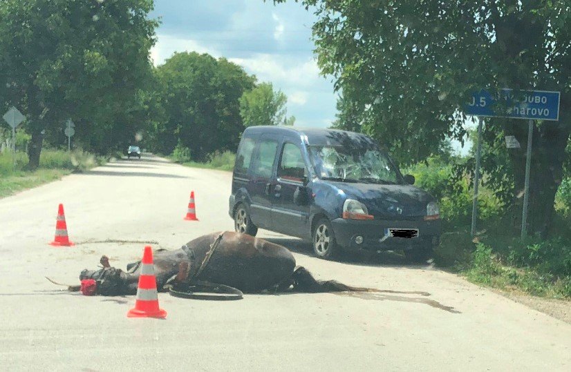 Мъж уби с моторна резачка кон и рани стопанина му