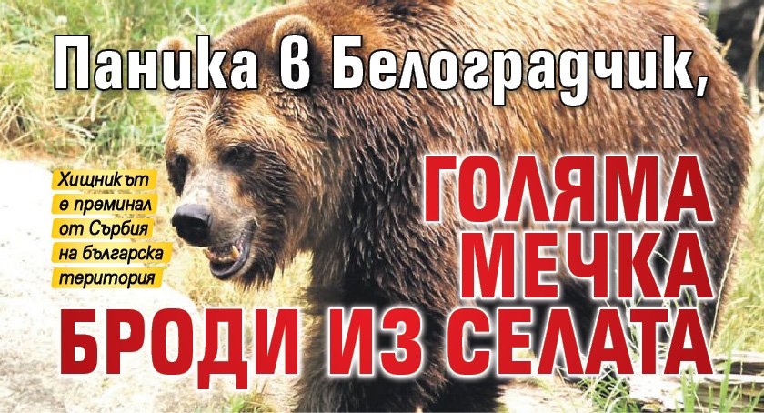 Паника в Белоградчик, голяма мечка броди из селата