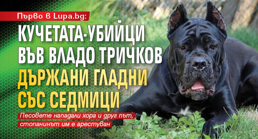 Първо в Lupa.bg: Кучетата-убийци във Владо Тричков държани гладни със седмици
