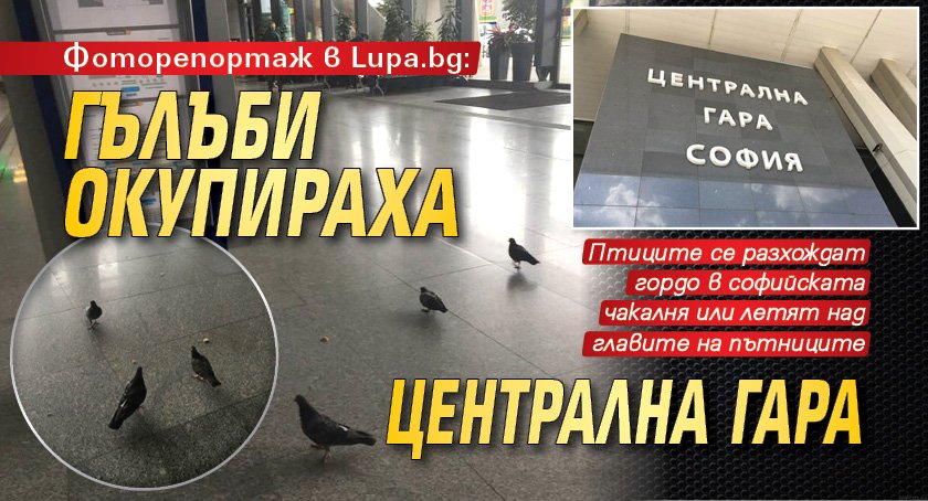Фоторепортаж в Lupa.bg: Гълъби окупираха Централна гара