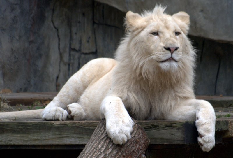 Четири бели лъва са новата атракция на Асланпарк в Истанбул
