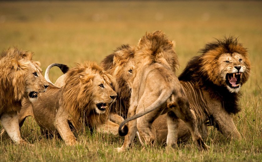 Над 14 лъва избягаха от парк в ЮАР