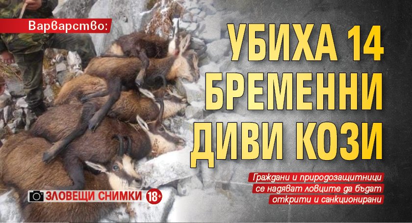 Варварство: Убиха 14 бременни диви кози (Зловещи снимки 18+)
