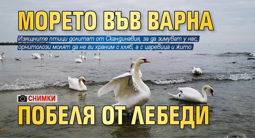 Морето във Варна побеля от лебеди (СНИМКИ)