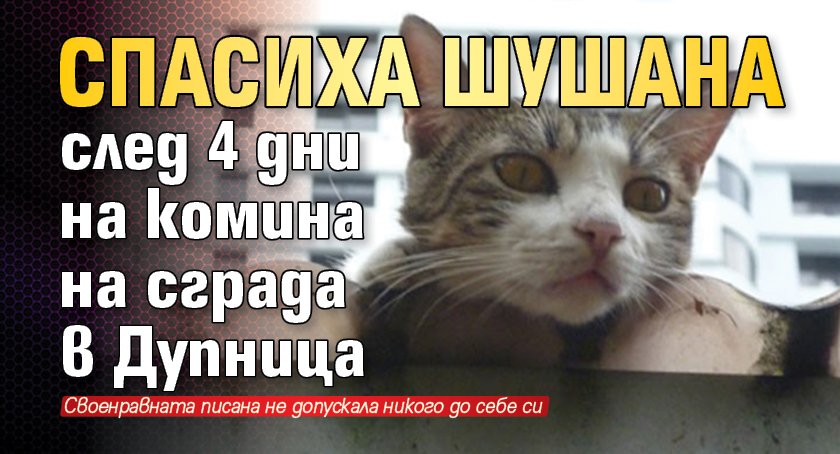 Спасиха Шушана след 4 дни на комина на сграда в Дупница