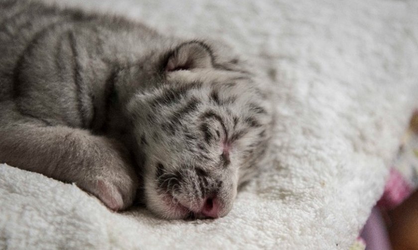 Бяло тигърче се роди в зоопарк в Никарагуа (СНИМКИ + ВИДЕО)