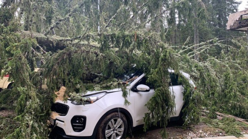 Дърво премаза пет коли в Пампорово, затвориха ски зоната