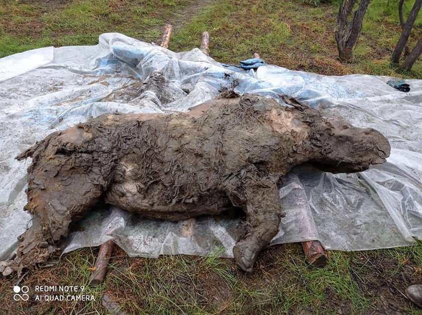 ОТКРИТИЕ: Вълнест носорог изкопаха в Сибир (СНИМКИ)
