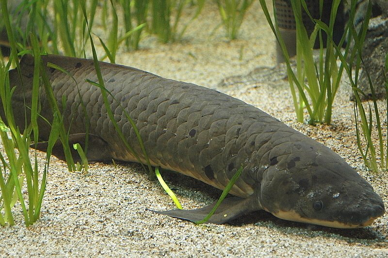 Най-дългото ДНК се оказа на двойнодишаща риба