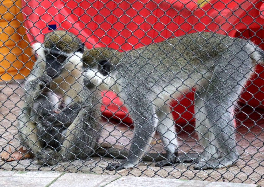 Жена едвам не уби маймуна с царевични пръчици в зоопарка в София