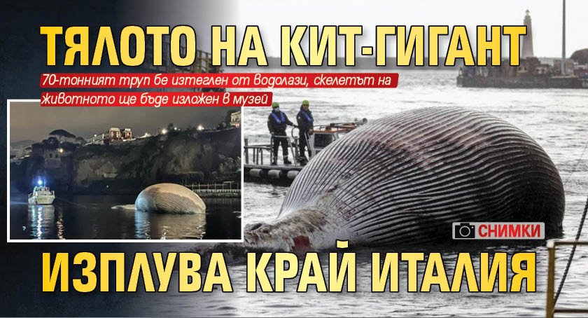 Тялото на кит-гигант изплува край Италия (снимки)