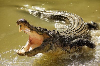 „Арестуваха” 600-килограмов крокодил