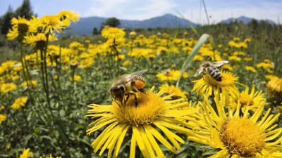Подпомагат пчеларството с по 6,4 млн. лв. годишно