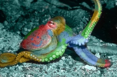 Октоподите променят цвета си по време на сън