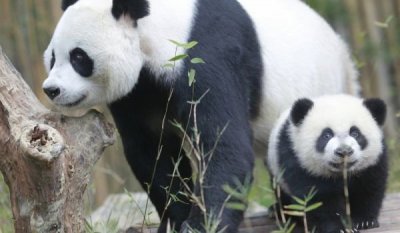 САЩ връща две панди на Китай