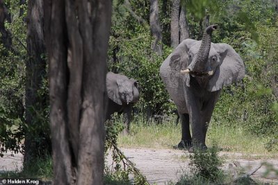 В Ботсвана планират да избият 100 000 слона