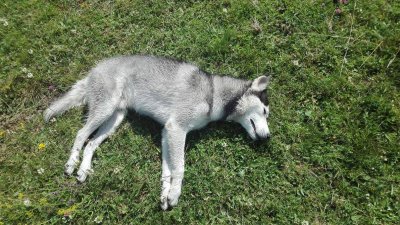 ШОК: 9 кучета намерени убити в Исперих
