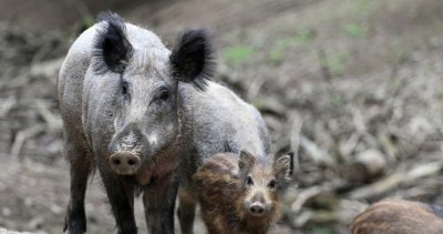 Пак Африканска чума при диви свине в Силистра и Добрич