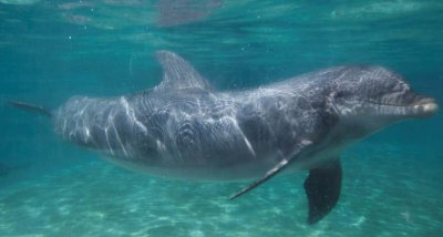 Канада забранява улова на делфини и китове