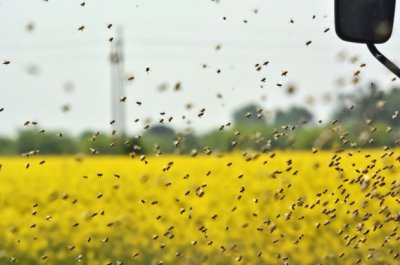 Камион с над 130 млн. пчели се обърна в щата Монтана
