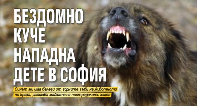 Бездомно куче нападна дете в София 
