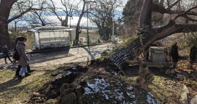 Зрелищно: Бурен вятър изкорени старо дърво във Варна
