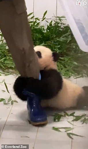Малка панда умили хиляди, не ще да пусне гледача си