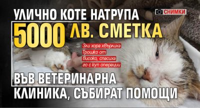 Улично коте натрупа 5000 лв. сметка във ветеринарна клиника, събират помощи (снимки)