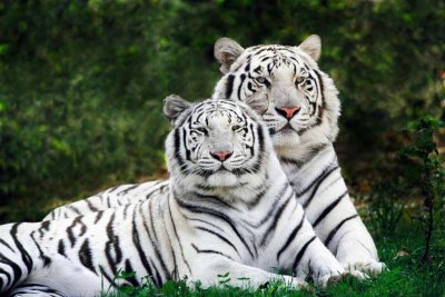 Тигри, избягали от зоопарк, разкъсаха служител