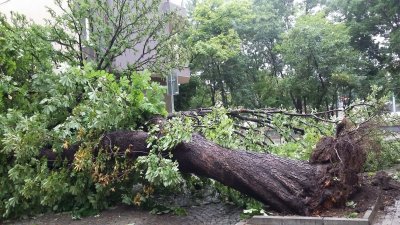 Буря изкорени дървета и отнесе покриви в Пловдив и околията