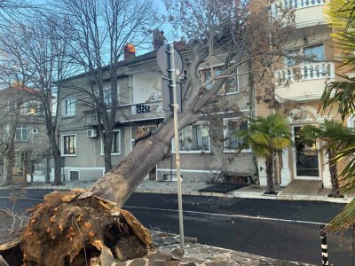Бурята в Поморие изтръгна 100-годишно дърво, запрати го в хотел