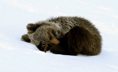Скиор се прави на мъртъв, мечка не му се връзва