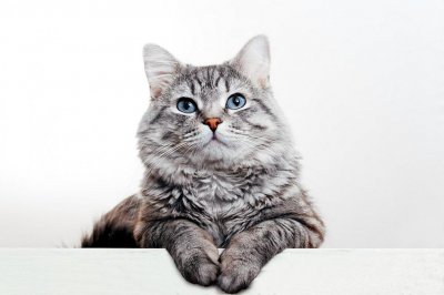 Котка се върна у дома след 4 години скитане