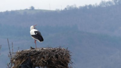 Село Звиница: 70 гнезда чакат своите щъркели