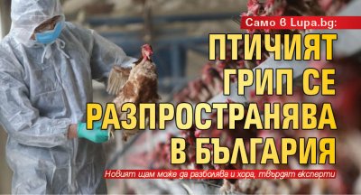 Само в Lupa.bg: Птичият грип се разпространява в България