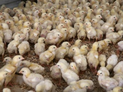 Изроди изсипаха в река 200 новоизлюпени пиленца