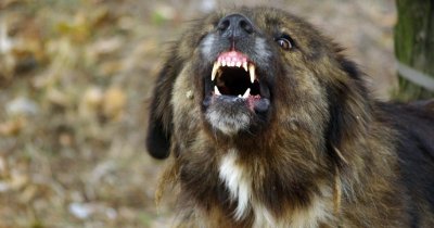 Бездомно куче нахапа жена в Дупница