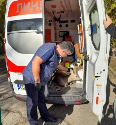 Хора с джип са простреляли сръндака в "Княжево"?