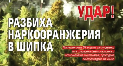 Удар! Разбиха наркооранжерия в Шипка