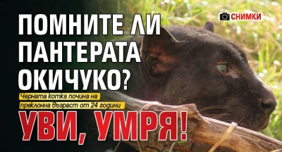 Помните ли пантерата Окичуко? Уви, умря! (СНИМКИ)