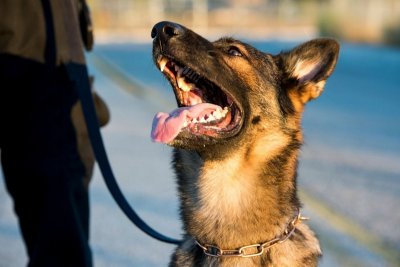 Полицейски кучета разпознават заразени с COVID-19